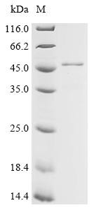Recombinant Arabidopsis thaliana Chlorophyllase-1 (CLH1) (CSB-EP519505DOA)