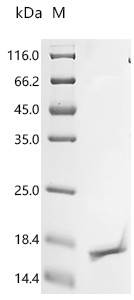 Recombinant Bovine Insulin-like growth factor I (IGF1) (CSB-EP011086BO)