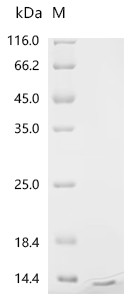 Recombinant Chicken Insulin-like growth factor I (IGF1) (CSB-EP011086CH)