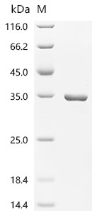 Recombinant Escherichia coli 2,3-bisphosphoglycerate-dependent phosphoglycerate mutase (gpmA) (CSB-EP351195ENV)