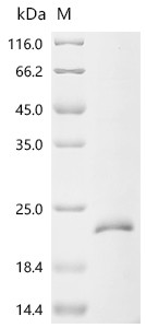 Recombinant Bovine Transforming growth factor beta-1 proprotein (TGFB1), partial (CSB-EP023446BOd7)