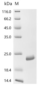 Recombinant Bovine Fibroblast growth factor 1 (FGF1) (CSB-EP008615BO)