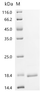 Recombinant Clostridium botulinum Hemagglutinin component of the neurotoxin complex (ha17) (CSB-EP332826CLQf1)