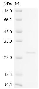 Recombinant Bos indicus x Bos taurus Kappa-casein, partial (CSB-EP5324BUM2)