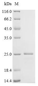 Recombinant Cricetulus griseus Uncharacterized protein (CSB-EP5481DXU)