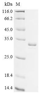 Recombinant Escherichia coli 2,3-bisphosphoglycerate-dependent phosphoglycerate mutase (gpmA) (CSB-YP351195ENV)