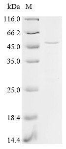 Recombinant Apis mellifera Venom acid phosphatase Acph-1 (CSB-BP710683DNK)