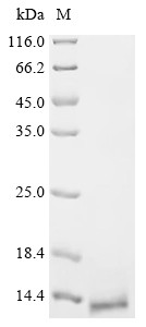 Recombinant Escherichia phage 933W Shiga-like toxin 2 subunit B (stxB2) (CSB-BP357663ECC)