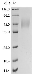 Recombinant Human CD226 antigen (CD226), partial, Biotinylated (CSB-MP618996HU-B)