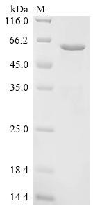Recombinant Human Angiopoietin-related protein 6 (ANGPTL6) (CSB-MP822824HU)