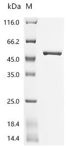Recombinant Arabidopsis thaliana Glutamine synthetase, chloroplastic/mitochondrial (GLN2) (CSB-EP674854DOA)