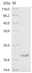 Recombinant Human Fibroblast growth factor 23 (FGF23), partial (CSB-EP008629HU)