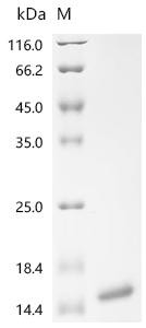 Recombinant Aeromonas hydrophila Major cold-shock protein (cspA) (CSB-EP676004AXW)