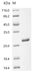 Recombinant Actinia equina Equinatoxin-3, partial (CSB-EP313498ACN)
