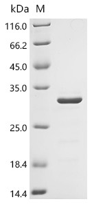 Recombinant Human Fibroblast growth factor 10 (FGF10), partial (CSB-EP008616HU1c7)