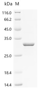 Recombinant Bacillus subtilis Biofilm-surface layer protein A (bslA) (CSB-EP300296BRJ1)