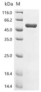 Recombinant BK polyomavirus Agnoprotein, partial, Biotinylated (CSB-EP325721BGZ-B)