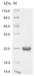 Recombinant Arabidopsis thaliana Thioredoxin M1, chloroplastic (CSB-EP523718DOA)