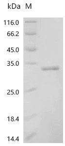 Recombinant Escherichia coli Orotidine 5'-phosphate decarboxylase (pyrF) (CSB-EP513317ENU)