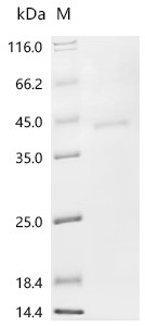 Recombinant Arabidopsis thaliana Polygalacturonase inhibitor 2 (PGIP2) (CSB-EP878695DOA)
