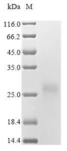 Recombinant Epstein-Barr virus Glycoprotein 42 (BZLF2), partial (CSB-YP313729EFC)