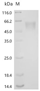 Recombinant Human Ciliary neurotrophic factor receptor subunit alpha (CNTFR) (CSB-MP005684HU)