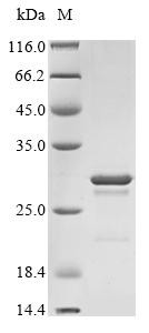 Recombinant Human Ciliary neurotrophic factor (CNTF) (CSB-MP005683HU)
