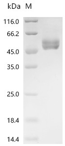 Recombinant Human Early activation antigen CD69 (CD69), partial (CSB-MP004952HUd9)