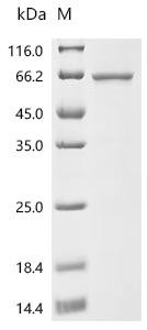 Recombinant Human Atlastin-2 (ATL2), partial (CSB-EP836776HU1)