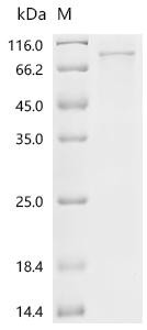 Recombinant Arabidopsis thaliana Protein HAPLESS 2 (HAP2) (CSB-EP518991DOA(A4))