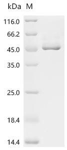 Recombinant Coccidioides immitis Endochitinase 1 (CTS1) (CSB-YP627763DUV)