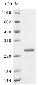 Recombinant Bacteriophage H30 Shiga-like toxin 1 subunit B (stxB) (CSB-YP303961BDK)