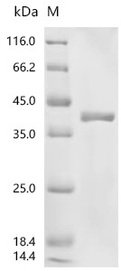 Recombinant Human cytomegalovirus Enhanced green fluorescent protein (egfp) (V164A,S176G) (CSB-YP2069HIZ(M)p8)