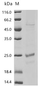 Recombinant Human Claudin-4 (CLDN4)-Detergent (CSB-MP005506HU-D)