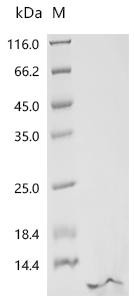Recombinant Bacteriophage H30 Shiga-like toxin 1 subunit B (stxB) (CSB-BP303961BDK)
