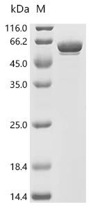 Recombinant Flock house virus Protein B2 (B2), Biotinylated (CSB-EP304757FCA-B)