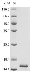 Recombinant Human Dehydrogenase/reductase SDR family member 4 (DHRS4), partial (CSB-EP861137HU1)