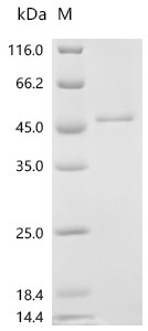 Recombinant Human Deoxyribonuclease gamma (DNASE1L3) (CSB-EP621686HUa0)