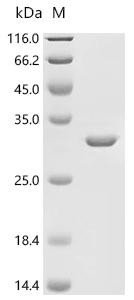 Recombinant Bovine leukemia virus Gag polyprotein (gag), partial (CSB-EP329519BKF1)