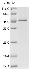 Recombinant Bacillus sp Protein rep (repA) (CSB-EP327509BRE)