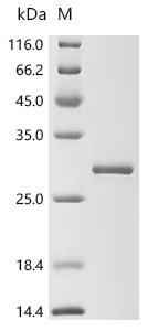 Recombinant Human E3 ubiquitin-protein ligase RNF130 (RNF130), partial (CSB-EP803148HU)