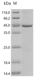 Recombinant Drosophila melanogaster Gustatory receptor for sugar taste 43a (Gr43a) (CSB-CF895567DLUm3)