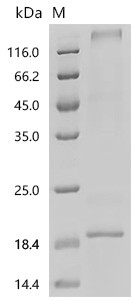 Recombinant Arachis hypogaea Ara h 8 allergen (CSB-YP2005ANE)