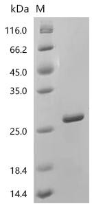 Recombinant Arachis hypogaea Ara h 8 allergen (CSB-EP2005ANE)