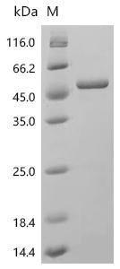 Recombinant Chicken Ovalbumin (SERPINB14) (CSB-EP2532CH)