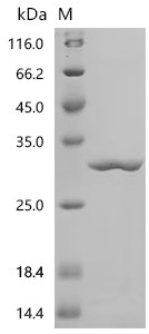 Recombinant Hevea brasiliensis Small rubber particle protein (SRPP) (CSB-EP530569HWI)