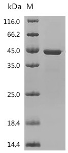 Recombinant Human ELAV-like protein 1 (ELAVL1) (CSB-EP618993HUa0)