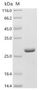 Recombinant Glycine max Stress-induced protein SAM22 (PR-10) (CSB-EP333215GGV)