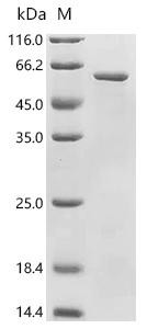 Recombinant Drosophila pseudoobscura pseudoobscura Neutral ceramidase (CDase), partial (CSB-EP645868DME)