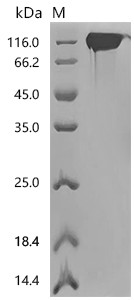 Recombinant Human Cell adhesion molecule CEACAM5 (CEACAM5) (E398K), Biotinylated (CSB-MP005165HU(M)-B)